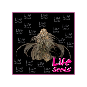 Blueberry | Life Seeds
